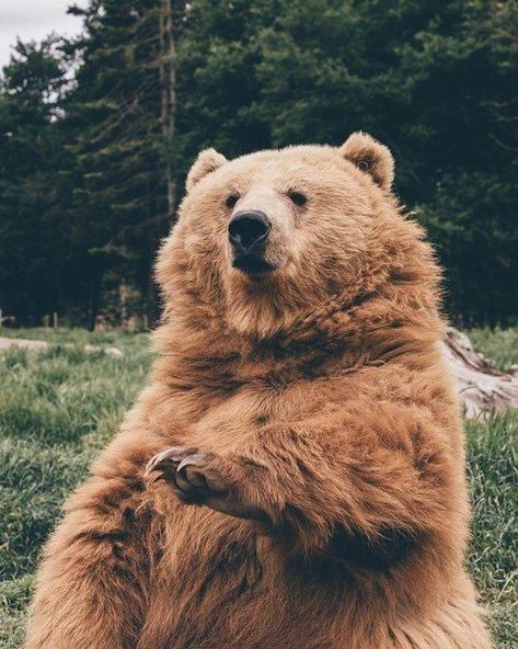 Bear Love, Animal Reference, Animal References, Wild Things, Animal Friends, Cute Creatures, Animal Planet, Amazing Animals, Wild Life