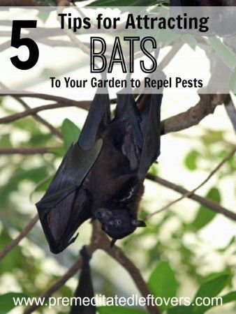 How To Attract Bats, Bat House Diy, Attract Bats, Bat House Plans, Bat Boxes, Slugs In Garden, Bat Box, Lawn Pests, Bat House