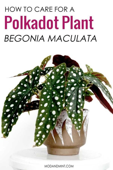 Plant board pin! Complete Indoor Houseplant Guide for the Polka Dot Begonia Maculata. How to care for this beautiful angel wing begonia plant. Light, Watering, Pruning, Propagating, Troubleshooting. | modandmint.com | #angelwingbegonia #indoorplants #houseplants #plants #canebegonia #indoorgardening #begonia #polkadotplant Polka Dot Begonia, Small Trellis, Begonia Maculata, Houseplant Care, Smart Garden, Indoor Plant Care, Indoor Gardens, Terrarium Plants, House Plants Decor