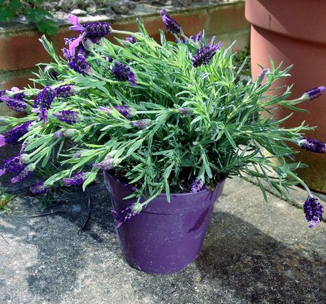 Lavender In Pots, Types Of Lavender Plants, Lavender Growing, Lavender Plant Care, Grow Lavender, Potted Lavender, Lavender Plants, Avocado Plant, Growing Lavender