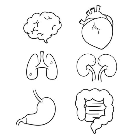 hand drawn human internal organs icon set with lungs kidneys stomach intestines brain heart spleen and liver. doodle cartoon Lungs Drawing, Human Internal Organs, Lungs Art, Heart Organ, Science Doodles, Creative Logos, Internal Organs, Doodle Cartoon, Brain And Heart