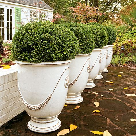 Boxwood Landscaping, Potted Boxwood, Boxwood Garden, Fall Container Gardens, Boxwood Balls, Fall Containers, Southern Garden, Garden Urns, Fall Planters