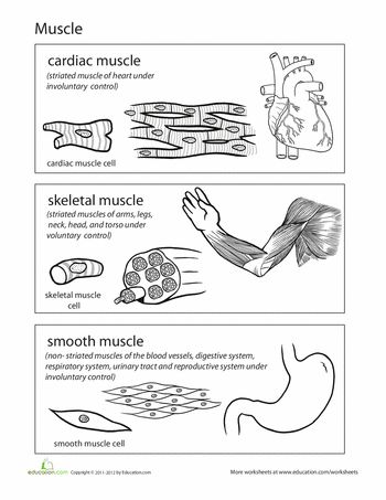 Worksheets: Inside-Out Anatomy: Muscles Apologia Anatomy, Anatomy Muscles, Life Science Middle School, Types Of Muscles, Middle School Life, Human Body Unit, Teaching Biology, Human Body Systems, Human Anatomy And Physiology