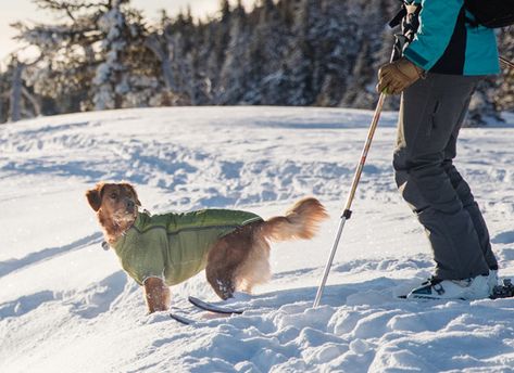 Top 10 Best Dog Winter Coats For 2020