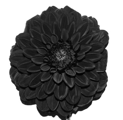 The Mysteries of the Black Dahlia Flower, Revealed | FloraQueen Dahlia Flower Black, Dahlia Flower Meaning, Black Dahlia Flower, The Black Dahlia, Flower Tattoo Meanings, Dark Garnet, Summer Bulbs, Goth Garden, Tribe Of Judah