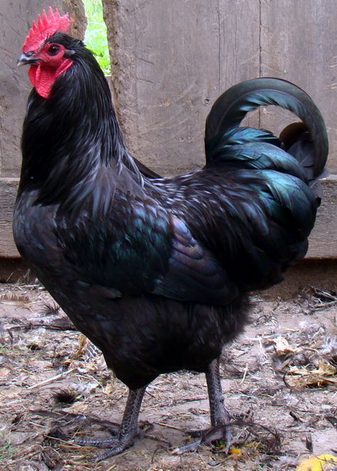 Australorp Wild Chicken, City Chicken, Chicken Coop Garden, Types Of Chickens, Beautiful Chickens, Egg Production, Black Birds, Hen Chicken, Backyard Farming