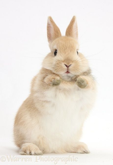 Photograph of Little baby Netherland Dwarf cross rabbit with paws up. Rights managed white background image. Rabbit Pictures, Rabbit Photos, Cute Bunny Pictures, 강아지 그림, Söt Katt, Pet Bunny, Cute Bunnies, Pet Rabbit