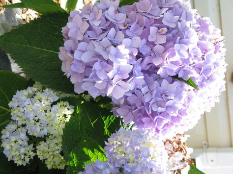 Lavender hydrangea--pretty now and also after they are dried. Lavender Hydrangea, Pretty Flowers Pictures, Hydrangea Bloom, Peonies And Hydrangeas, Planting Hydrangeas, Hydrangea Purple, Christmas Rose, Hydrangea Flower, Purple And White