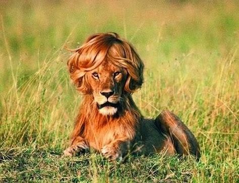 And then there's this lion who knew better and got a blowout. | 18 Cute Animals Having A Worse Hair Day Than You Funny Advertising, Funny Commercial Ads, Funny Lion, Funny Commercials, Commercial Ads, Funny Ads, Publicidad Creativa, Best Ads, Spanish Memes