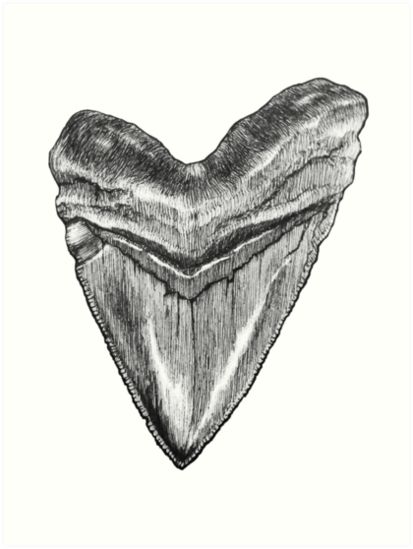 shark tooth drawing poster Shark Tooth Drawing, Pirate Map Tattoo, Tooth Drawing, Shark Tooth Tattoo, Great White Shark Teeth, Teeth Drawing, Tooth Tattoo, Zoo Ideas, Traditional Media