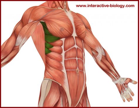 External Oblique, Serratus Anterior, Eye Anatomy, Muscle Anatomy, Anatomy Poses, Bodybuilder, Sculptor, Anatomy, Bodybuilding