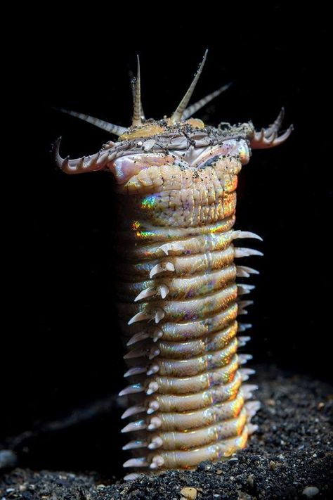 Bobbit Worm, Weird Bugs, Body Snatcher, Scary Bugs, Weird Insects, Macro Photography Insects, Unique Creatures, Strange Animals, Unusual Pictures