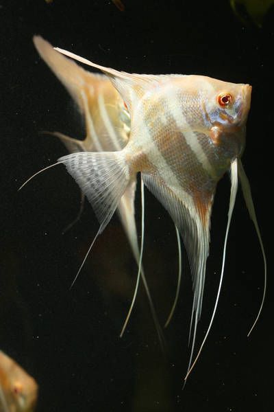 Albino Dantum Angel Fish Tank, Tropical Fish Aquarium, Tropical Freshwater Fish, Fresh Water Fish Tank, Discus Fish, Freshwater Aquarium Fish, Underwater Creatures, Pet Fish, Exotic Fish