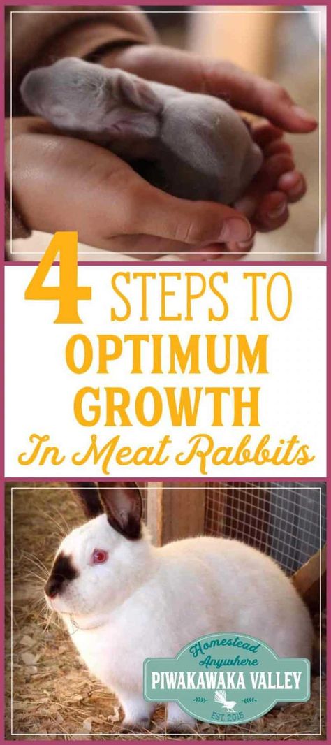 Rabbit Husbandry, Homestead Rabbits, Rabbit Tractor, Meat Rabbits Breeds, Silver Fox Rabbit, Breeding Rabbits, Rabbit Recipe, Group Housing, Pig Habitat