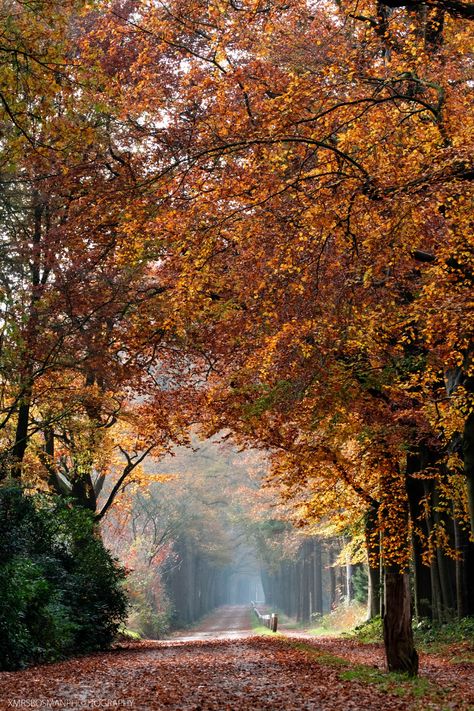 Photograph made in The Netherlands. #autumn #november #fall #pannenhoef #thenetherlands #holland #leaves #road #beautifulcolors #xmrsbosmanphotography Autumn November, Walk In The Forest, Forest Falls, Holland Netherlands, Western Europe, Walking In Nature, In The Forest, Fall Vibes, Fall Season