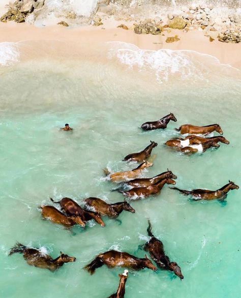 Nihi Sumba on Instagram: “We invite you to embrace spontaneity - chase wild horses into the sea for an afternoon swim, embark on an adventure with local children on…” Beautiful Horses Wild, Beautiful Horse Pictures, Horse Posters, Horse Wallpaper, Horse Aesthetic, Most Beautiful Horses, All The Pretty Horses, Equestrian Life, Equine Photography