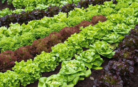 rows of lettuce for crop rotation Organic Gardening Pest Control, Raised Vegetable Gardens, Vegetable Harvest, Improve Soil Quality, Watering & Irrigation, Gardening Techniques, Laundry Dryer, Crop Rotation, Organic Gardening Tips