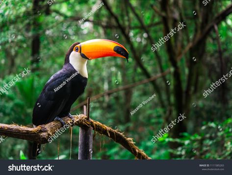 Rainforest Aesthetic, Jungle Pictures, Rainforest Trees, Jungle Photography, Jungle Life, Amazon Jungle, Rainforest Animals, Bird Sitting, Tropical Animals