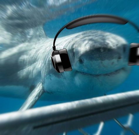 Shark With Headphones, Shark Headphones, Sea Core, Shark Christmas, Basking Shark, All About Sharks, Shark Pictures, Listening Music, Dangerous Animals