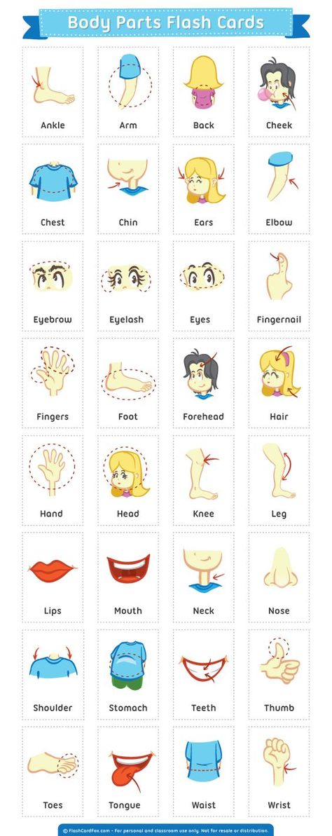 Free printable body parts flash cards. Download them in PDF format at http://flashcardfox.com/download/body-parts-flash-cards/ Piercing Business, Spanish Body Parts, Body Parts Flashcards, Kids English, Spanish Vocabulary, English Activities, Flash Card, English Tips, Spanish English