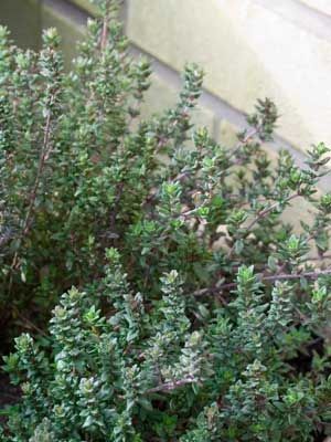 Thyme Plant Care, English Thyme, Herbs In Pots, Growing Herbs In Pots, Growing Winter Vegetables, Harvest Thyme, Growing Thyme, Indoor Herbs, Thyme Plant