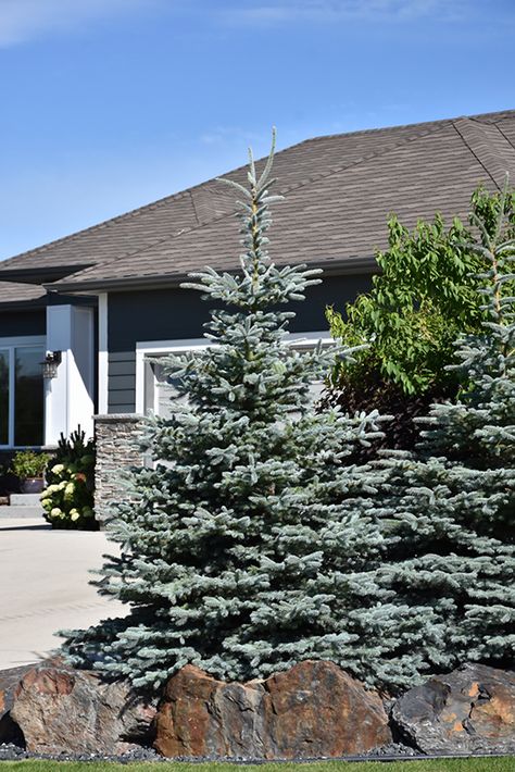 Baby Blue Colorado Blue Spruce (Picea pungens 'Baby Blue') at Gertens Evergreen Landscaping, Privacy Landscaping Backyard, Blue Spruce Tree, Colorado Spruce, Colorado Blue Spruce, Picea Pungens, Picea Abies, Landscape Curbing, Front Landscaping