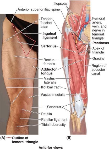 History Of Massage Therapy, Square Hips, Health Appointments, Surface Anatomy, Body Muscle Anatomy, Leg Anatomy, Human Muscle Anatomy, Physical Therapy Student, Sports Massage Therapy