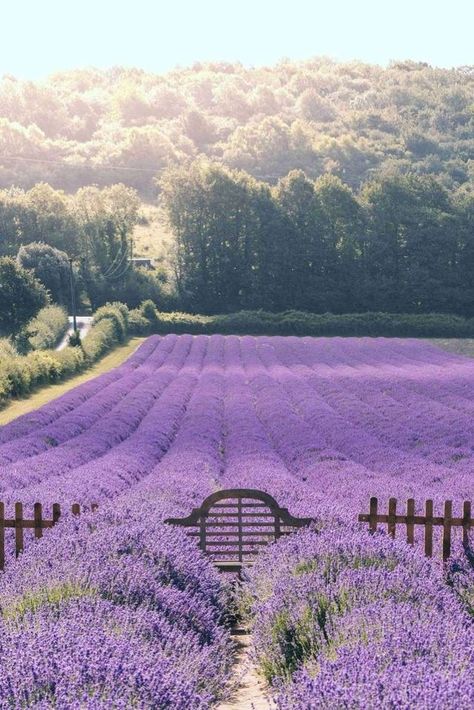 Lavender Cottage, Lavender Aesthetic, Lavender Garden, Lavender Field, Lavender Farm, Lovely Lavender, Seasonal Flowers, Lavender Fields, Flower Farm