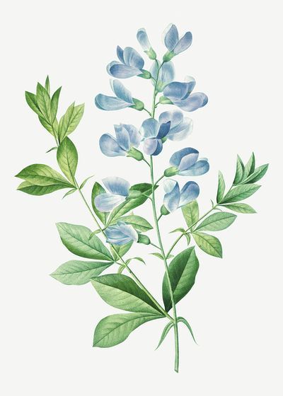 Sweet pea by Pierre-Joseph Redouté | Free Photo Illustration - rawpixel Indigo Flower Drawing, Indigo Plant Drawing, Indigo Plant Illustration, White Wild Indigo, False Indigo Tattoo, Indigo Plant Tattoo, Wild Blue Indigo, Indigo Flower Tattoo, Indigo Illustration