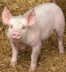 I love pigs<3 Good Luck Symbols, This Little Piggy, Baby Pigs, Flying Pig, Animal Nutrition, Cute Pigs, Little Pigs, Farm Animals, Funny Stuff