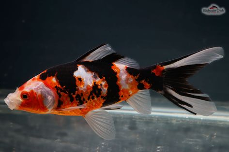 Shubunkin Goldfish, Phish, Freshwater Fish, Koi Fish, Goldfish, Koi, Fresh Water, Fish