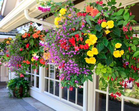 Large hanging basket for shade planted with bacopa, begonias and fuchsias Tomato Hanging Basket, Full Sun Flowers, Plant Hanging, Window Box Flowers, Garden Basket, Hanging Flower Baskets, Hanging Plants Indoor, Plants For Hanging Baskets, Annual Flowers