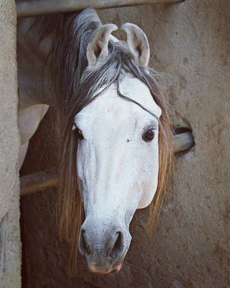 Kathiawari Horse, Kathiyawadi Horse, Marwari Horses, Haunting Beauty, Art Examples, Horse Ears, Arabian Horse, Donkeys, Small Breed