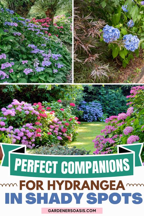 Create a beautiful garden with Hydrangeas with our list of the best sun-loving Hydrangea companion plants, including full sun plants and shrubs to grow with Hydrangeas. Garden With Hydrangeas, Hydrangea Companion Plants, Plant Pairings, Hydrangea Plant, Shade Loving Shrubs, Hydrangea Landscaping, Types Of Hydrangeas, Hydrangea Varieties, Front Flower Beds