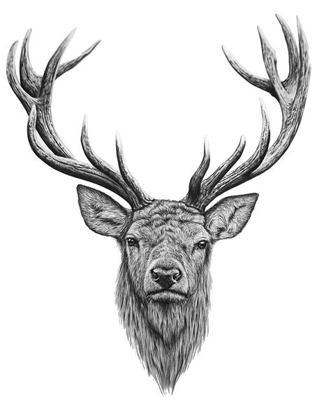 Stags Deer Drawing Tattoo, Stag Head Drawing, Stag Tattoo Design, Antler Tattoos, Deer Head Tattoo, Red Sketch, Elk Tattoo, Deer Tattoo Designs, Stag Tattoo