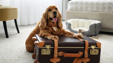 Bring your pets along to a short weekend staycation at these hotels Read more of such stories at herworld.com. Pet Friendly Hotel, Hotel Pet, Pet Taxi, Dog Friendly Vacation, Pet Sitting Services, Dog Friendly Hotels, Pet Boarding, Pet Friendly Hotels, Spaniel Puppies