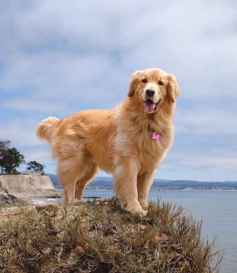 14 Lovely Photos Of Golden Retrievers Spending Time Near the Sea | PetPress Perros Golden Retriever, Chien Golden Retriever, A Golden Retriever, Dog Wallpaper, Golden Retriever Puppy, Golden Dog, Retriever Puppy, Sweet Dogs