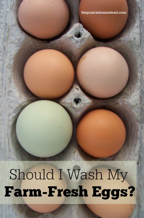 how to wash eggs The Prairie Homestead, Prairie Homestead, Chicken Life, Chicken Health, Best Chicken Coop, Raising Backyard Chickens, Farm Eggs, Keeping Chickens, Building A Chicken Coop