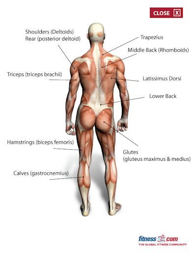 muscle group back Muscle Names, Flexibility Fitness, Stretching Flexibility, Latissimus Dorsi, Yoga Anatomy, Muscle Anatomy, Muscle Body, Fitness Articles, Fitness Tools