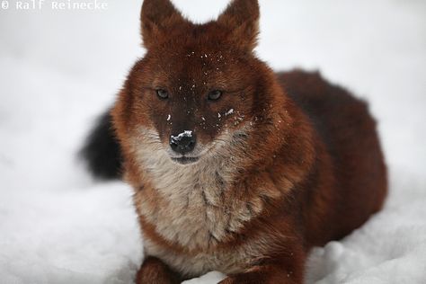 Red Wolf 08 | Ralf Reinecke | Flickr Red Wolf Aesthetic, Therian Drawing, Wolf Reference, Ap Ceramics, Werewolf Oc, Real Wolf, Animals Aesthetic, Red Wolves, Cat References