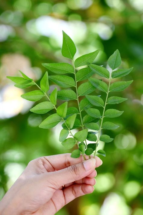 Explore all 10 curry leaves substitutes, as well as important information about them, and you'll find the best alternative for your favorite dish. Substitute For Heavy Cream, Substitute For Eggs, Egg Substitute In Baking, Oregano Plant, Egg Substitute, Perfect Eggs, Substitute For Egg, Ingredient Substitutions, Curry Leaves