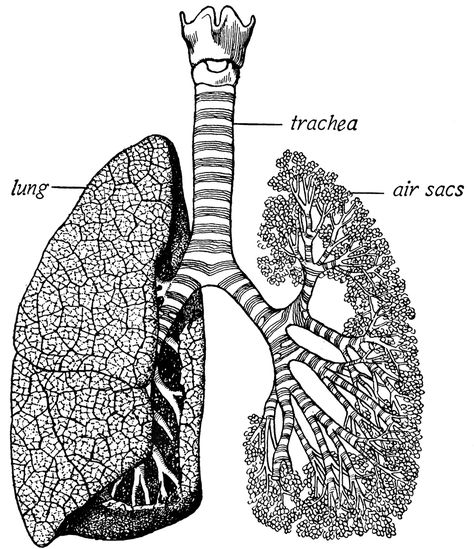 Lungs Drawing, Lungs Art, Lung Anatomy, Human Lungs, Basic Anatomy And Physiology, Human Anatomy Art, Up Book, Anatomy Drawing, Scientific Illustration