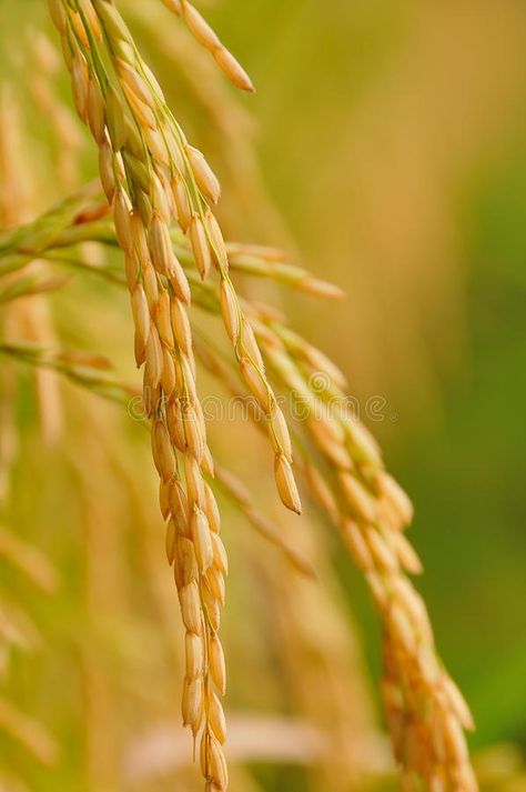 Rice Plant Photography, Rice Picture, Rice Image, Bali Nature, Agriculture Photography, Golden Rice, Rice Plant, Profile Picture Images, Genetically Modified Food