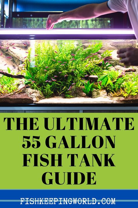 We have compiled the guide to the gallon fish tank. 55-gallon fish tanks are a great choice for someone who wants to get creative, as there is plenty of space to fit in some larger fish. Its large size makes it easier to keep the water clean, so beginners will find it easier than they would with smaller tanks. We will walk you through everything you need to know about starting a new 55-gallon tank, from how to set it up to stocking suggestions, and much more. #fishtank #aquarium #gallontank 55gallon Aquarium Ideas, 55 Gallon Tank Ideas, 75 Gallon Fish Tank Ideas, Freshwater 55 Gallon Fish Tank Ideas, 55 Gallon Aquascape, 37 Gallon Fish Tank Ideas, 55 Gallon Fish Tank Decor Ideas, Fresh Water Aquarium Design Fish Tanks, 60 Gallon Fish Tank Ideas