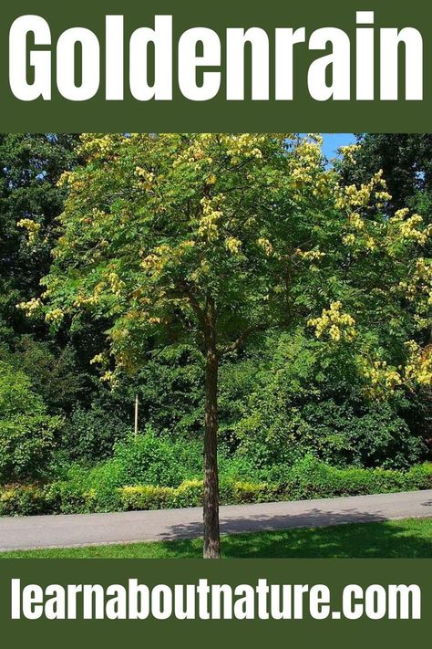 Goldenrain Golden Rain Tree, Rain Tree, Florida Plants, Fast Growing Trees, About Nature, Wild Plants, Deciduous Trees, Rose Color, The Flowers