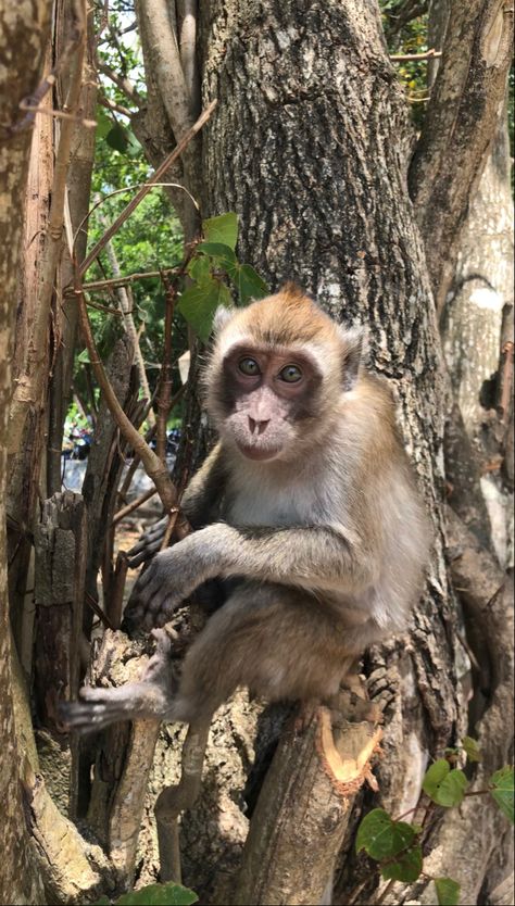 Monkey trail Monkey Trail Krabi, Krabi Thailand, Krabi, Cancun, Monkeys, Thailand, Quick Saves