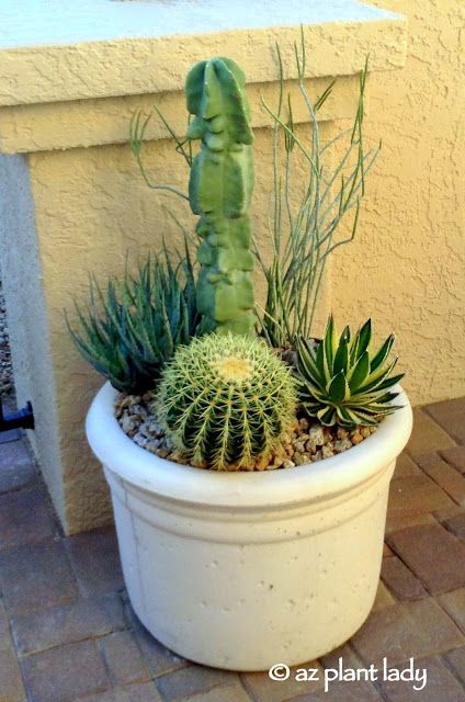 Raised Container Garden, Desert Gardening, Cactus Arrangement, Plants In Pots, Kalanchoe Blossfeldiana, Plant Arrangements, Garden Container, Desert Botanical Garden, Gardening Techniques