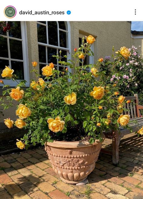 Dreamy Patio, Potted Roses, Garden Planning Layout, Tiny Garden Ideas, Creative Garden Decor, Growing Sunflowers, Front Garden Landscape, Garden Inspo, Growing Gardens