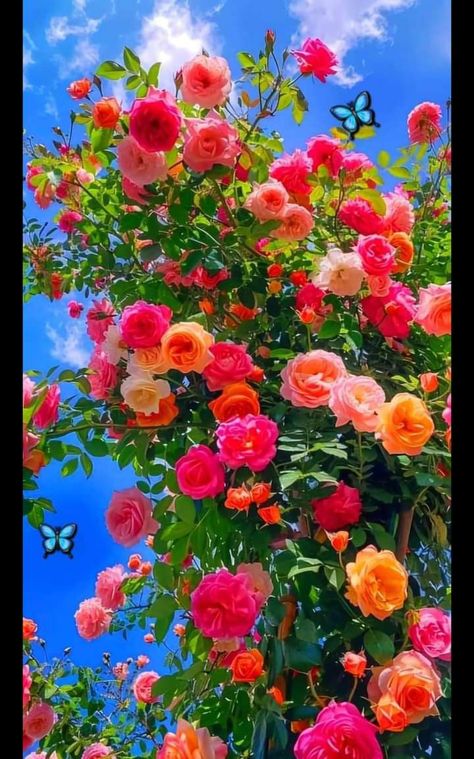 Halloween Live Wallpaper, Health Assessment, Bloom Where Youre Planted, List Of Flowers, Flower Therapy, Flower Background Wallpaper, Beautiful Bouquet Of Flowers, Flower Phone Wallpaper, Beautiful Flowers Pictures