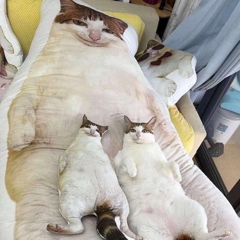 Cat Pillows, Gatos Cool, Funny Looking Cats, Silly Cats Pictures, Silly Animals, Funny Cute Cats, Cute Cats And Dogs, Silly Cats, Funny Animal Pictures